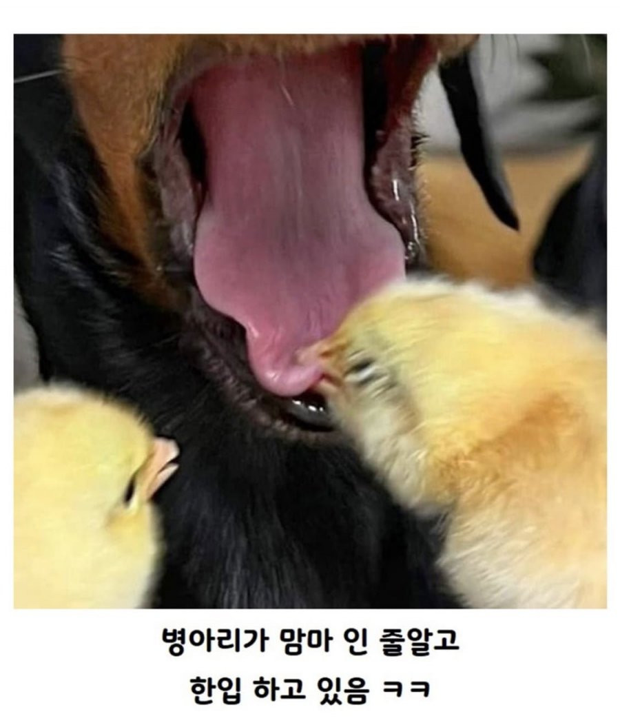 bta3df99cb29a9ebde83658ed8fbd3cf58.jpeg